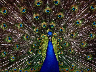 Vibrant Peacock Displaying Full Tail Feathers