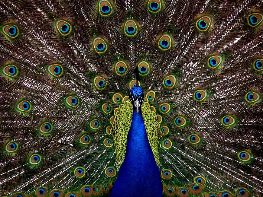 Vibrant Peacock Displaying Full Tail Feathers