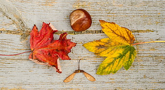 Autumn Maple Leaves and Chestnut on Rustic Wood