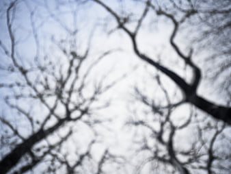 Blurred Silhouette of Bare Tree Branches Against Sky
