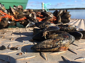 Fresh harvested mussels on metal dock by lake