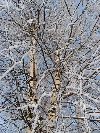 Snow-covered birch trees against a blue winter sky