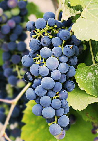 Ripe Blue Grapes On Vine With Green Leaves