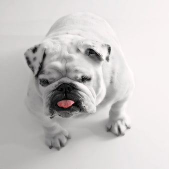 English Bulldog Puppy with Pink Tongue on White Background