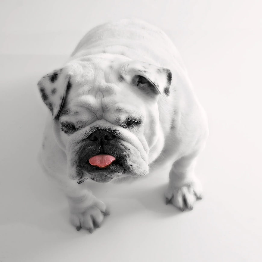 English Bulldog Puppy with Pink Tongue on White Background