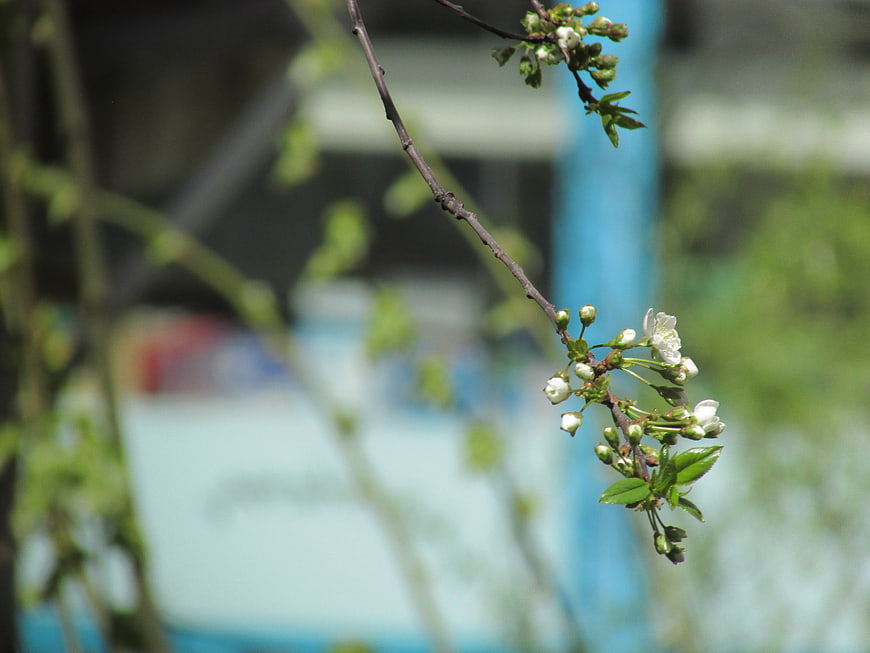 White cherry blossom branch with buds against blurred background