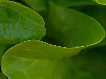 Close-up of vibrant green leaves with natural texture