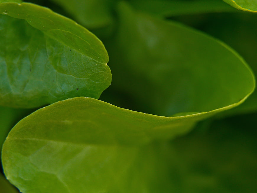 Close-up of vibrant green leaves with natural texture