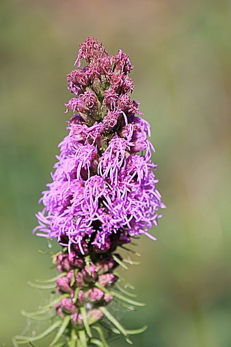 Close-up of purple blazing star flower in meadow