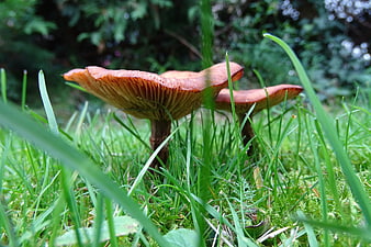 Close-up of wild mushrooms growing in green grass