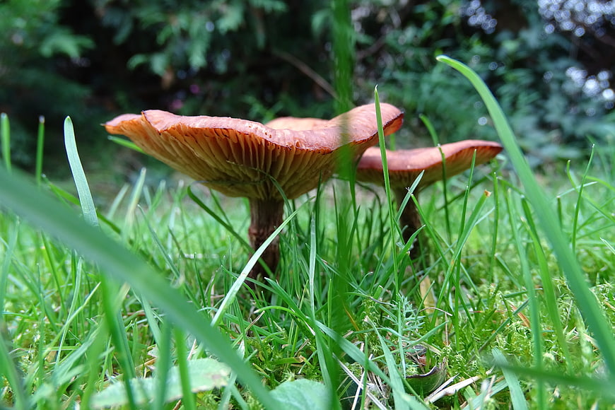 Close-up of wild mushrooms growing in green grass