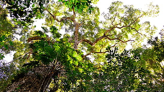 Low Angle View of Tall Tree Canopy in Forest
