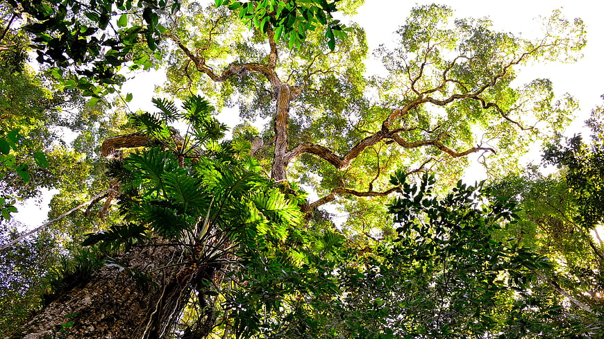 Low Angle View of Tall Tree Canopy in Forest