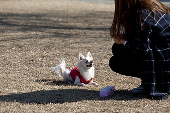 Small white dog in red sweater lying on dry grass with woman