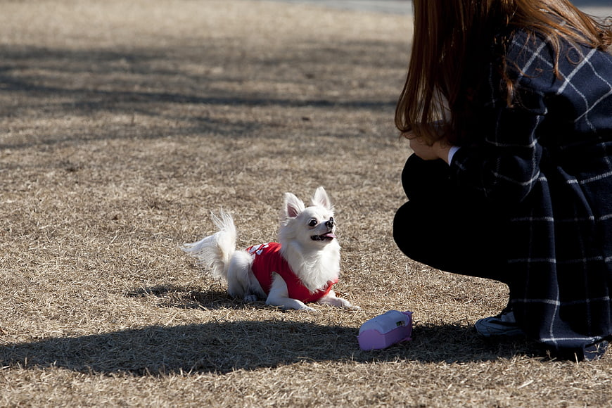 Small white dog in red sweater lying on dry grass with woman