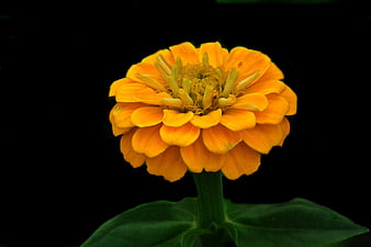 Vibrant yellow zinnia flower close-up on black background