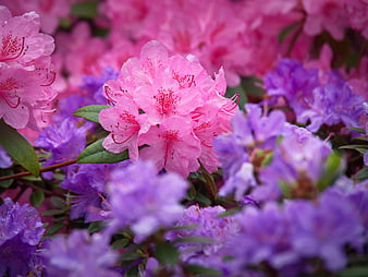 Close-up of Pink and Purple Rhododendron Blossoms
