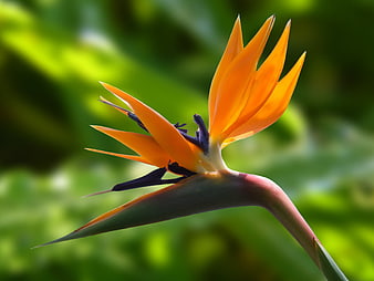 Vibrant Bird of Paradise Flower Closeup on Green Background