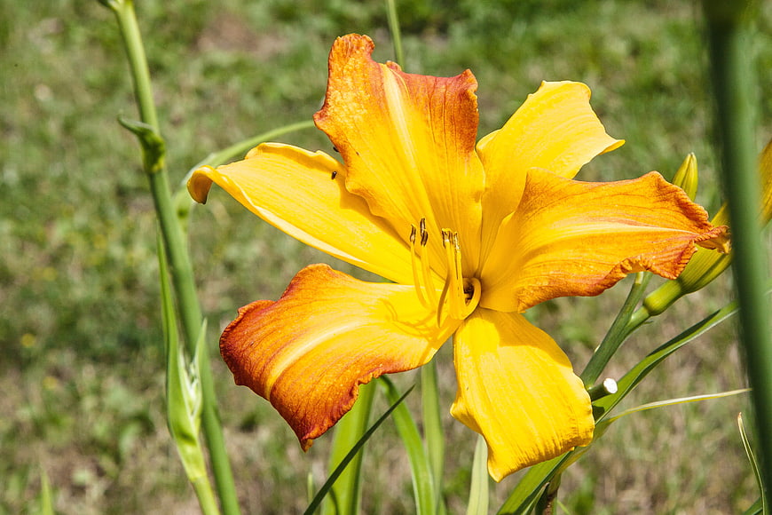 Vibrant Yellow and Orange Daylily Flower Close-Up