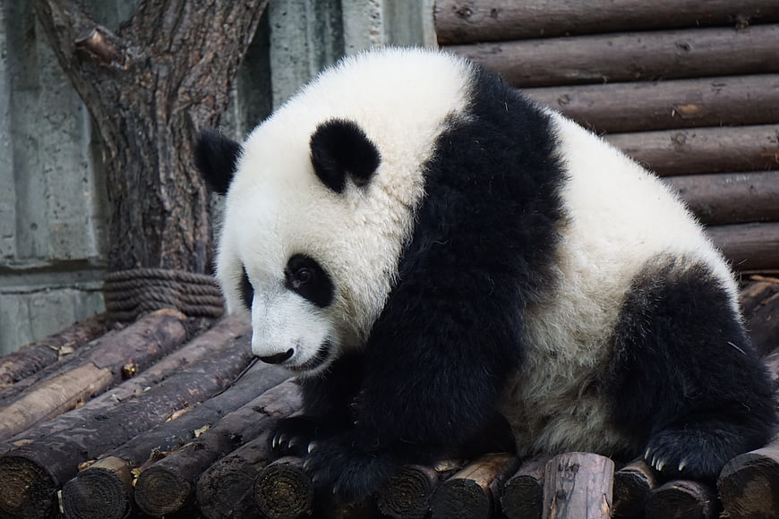 Giant Panda Sitting on Wooden Platform in Zoo Enclosure