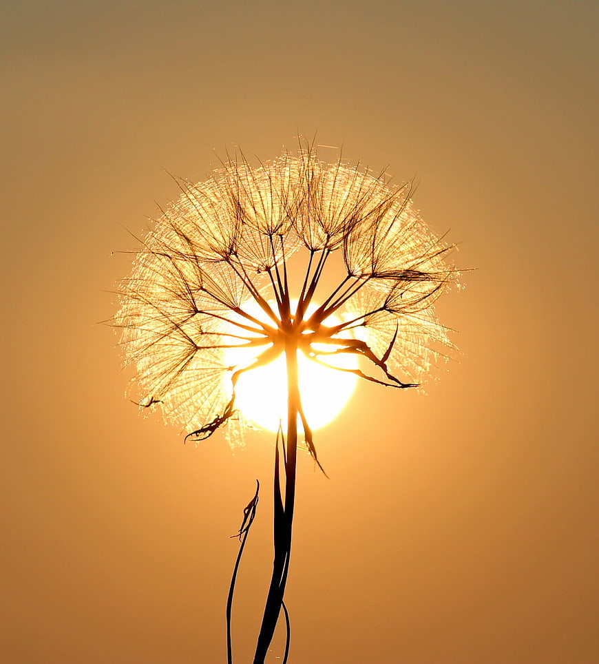 Silhouetted Dandelion Backlit by Golden Sunset Sun