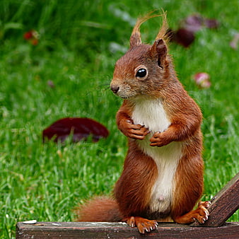 Red Squirrel Standing Upright On Wooden Fence In Green Garden