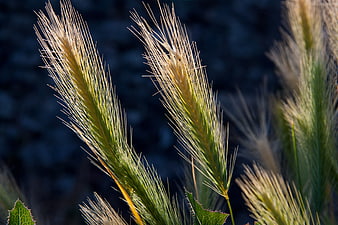 Close-up of Golden Wheat Ears Against Dark Blue Background