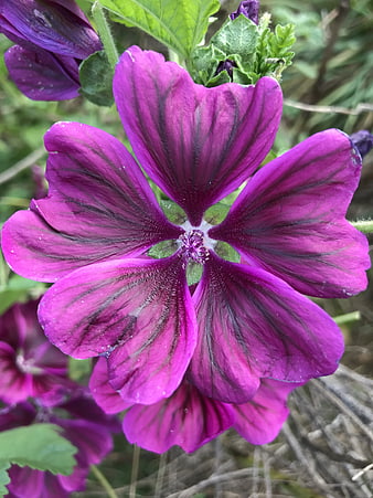 Close-up of vibrant purple mallow flower with dark veins