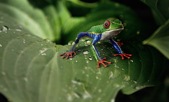 Vibrant Red-Eyed Tree Frog on Wet Green Leaf