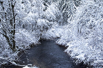 Snow-covered forest with a flowing winter stream