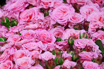 Close-up of vibrant pink roses and buds