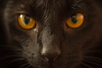 Close-up portrait of a black cat with intense yellow eyes
