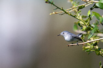 Small Grey Bird Perched on Branch with Copy Space