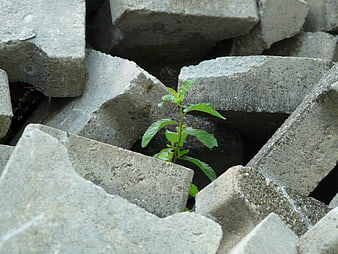 Green plant sprouting from concrete rubble
