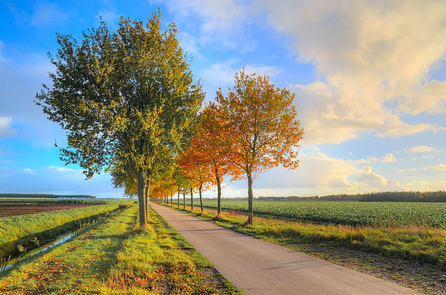 Autumn Trees Lining Rural Pathway With Blue Sky