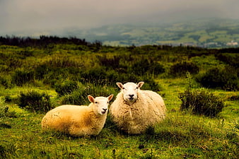 Two white sheep resting in a lush green meadow