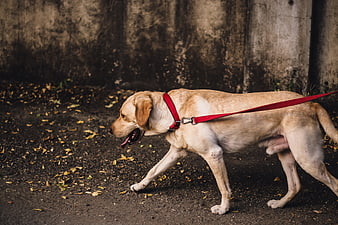Golden Retriever Walking on Red Leash Outdoors
