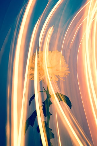 Abstract flower with dynamic light streaks and motion blur