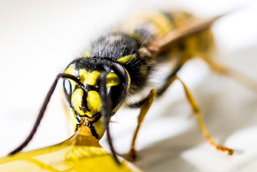 Macro Close-Up of a Yellow and Black Wasp