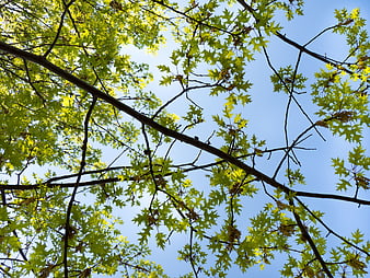 Low angle view of green oak leaves against blue sky