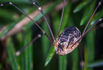 Macro Close-Up of Harvestman Spider on Green Foliage