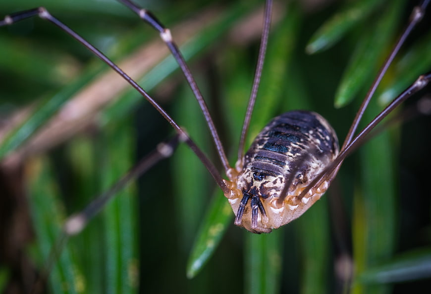 Macro Close-Up of Harvestman Spider on Green Foliage