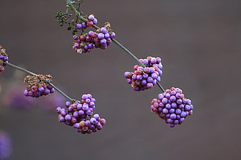 Close-up of purple beautyberry branches against blurred background