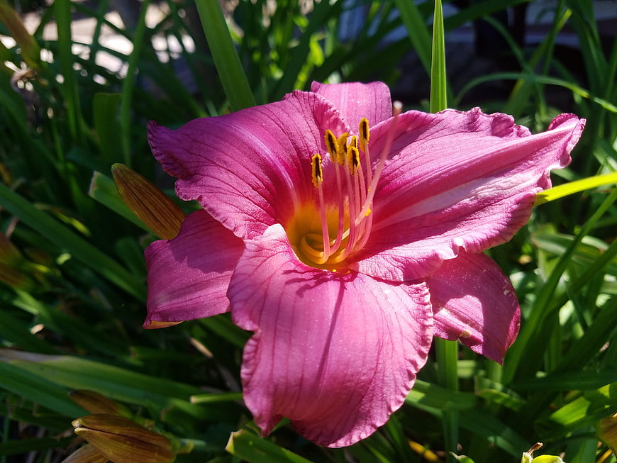 Vibrant Pink Daylily Bloom in Sunlit Garden