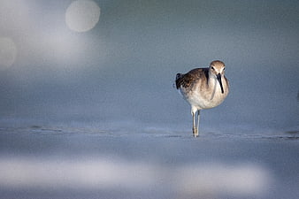 Willet bird standing in shallow water on a beach