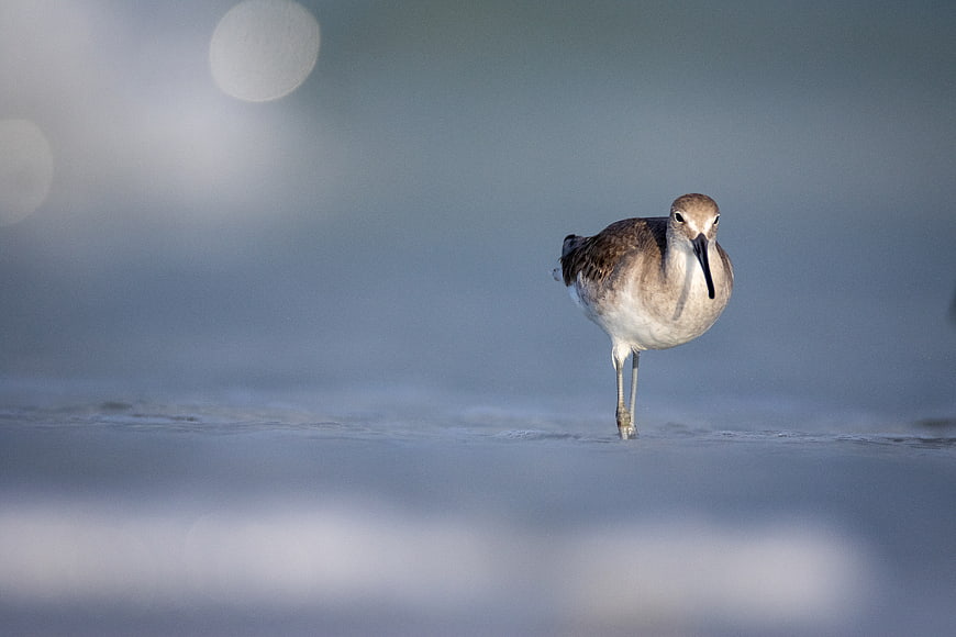 Willet bird standing in shallow water on a beach