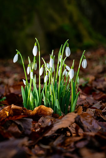 White Snowdrops Blooming Among Brown Forest Leaves