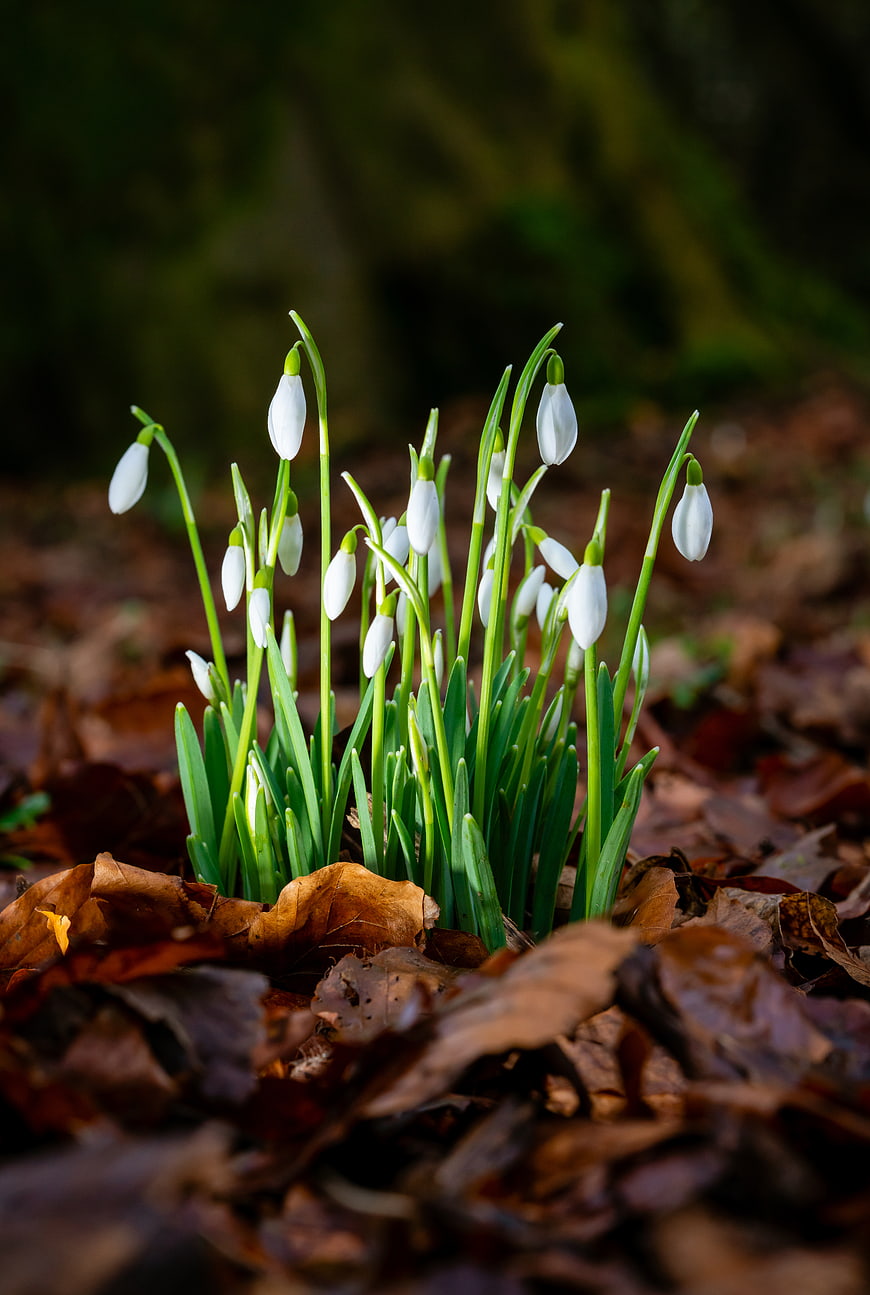 White Snowdrops Blooming Among Brown Forest Leaves