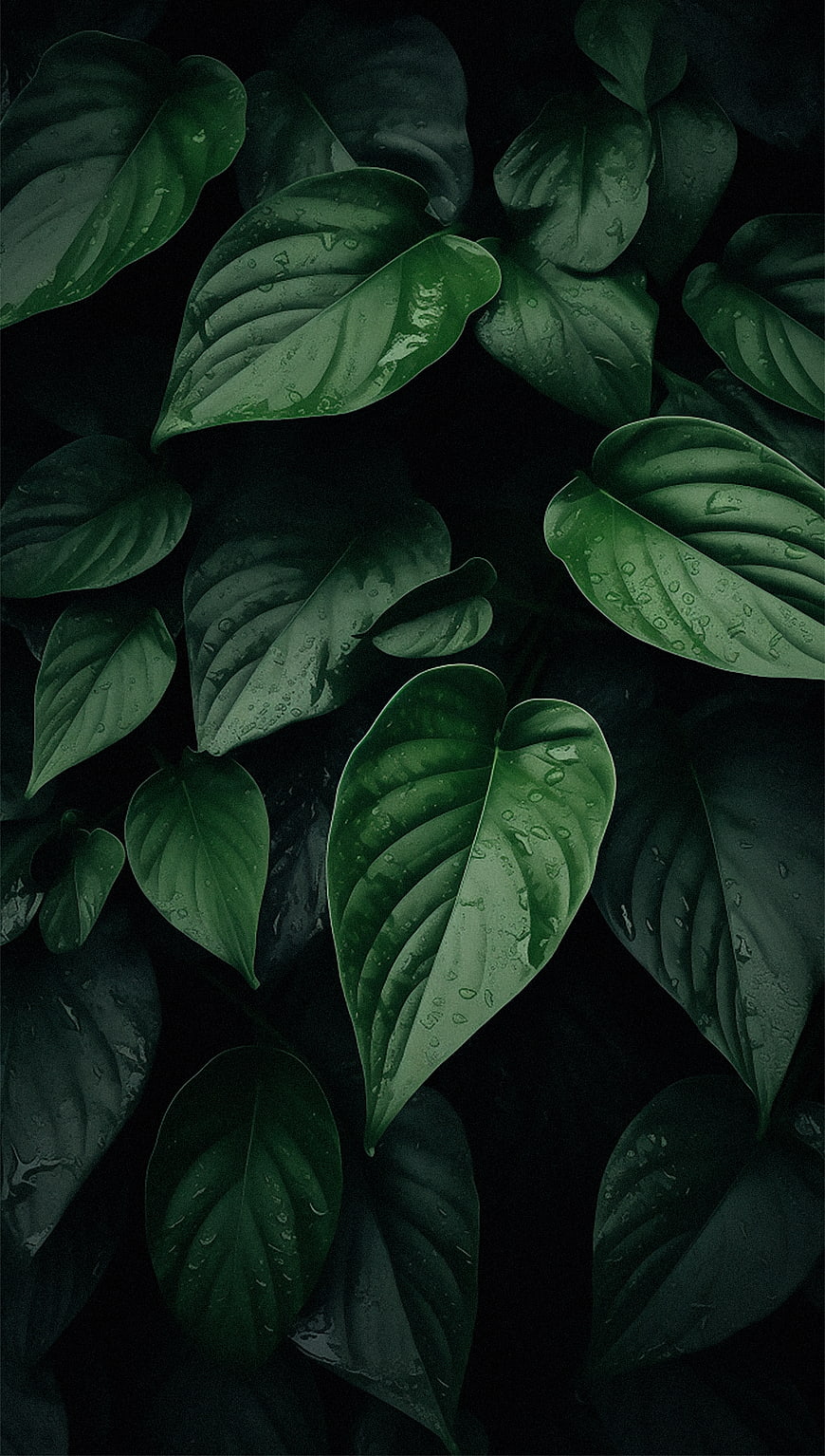 Dark Moody Green Leaves with Water Droplets Background
