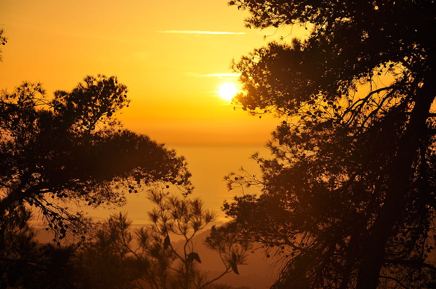 Golden sunset silhouette of pine trees over hazy horizon